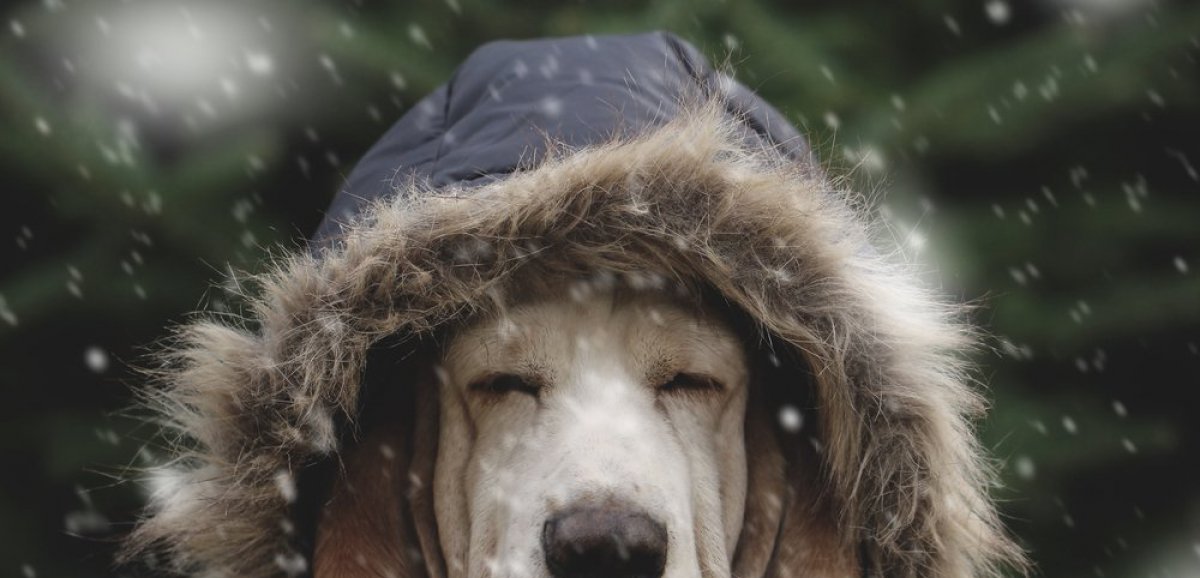 Santé. Comment protéger votre chien du froid ? 