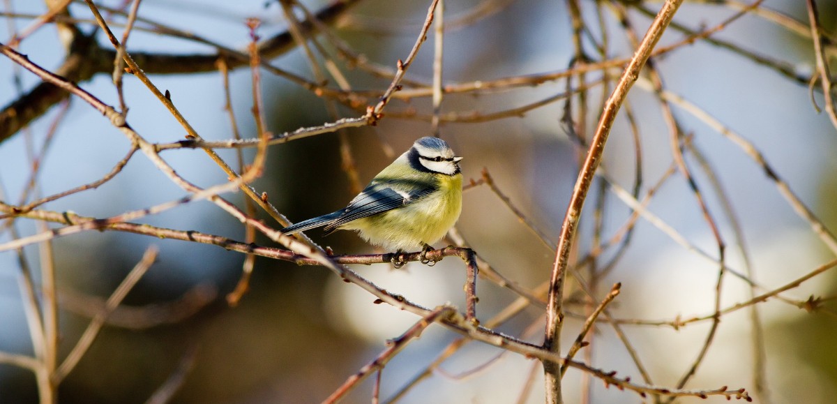 Environnement. Comptage des oiseaux des jardins ces 28 et 29 janvier 
