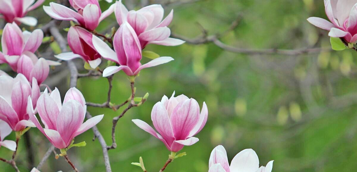 Le Bulletin Côté Jardin. Installez un magnolia au jardin 