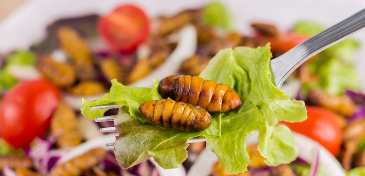 Santé. Bien Manger Bien Vivre : alimentation : des insectes au menu ! 
