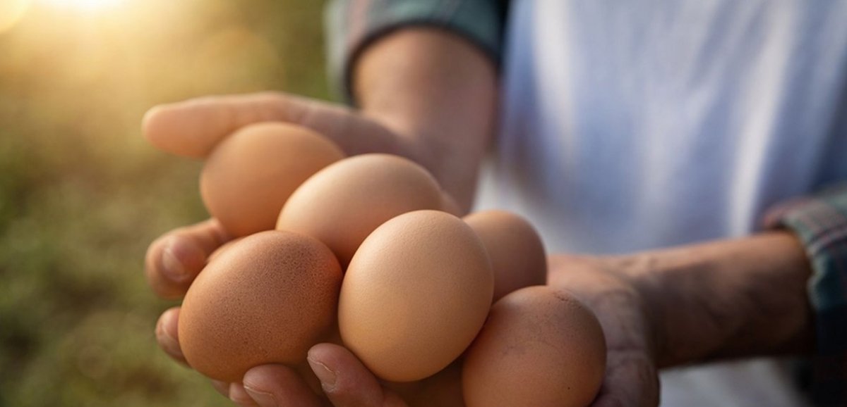 Santé. Bien Manger Bien Vivre : nutrition : l’œuf est-il un super-aliment ? 