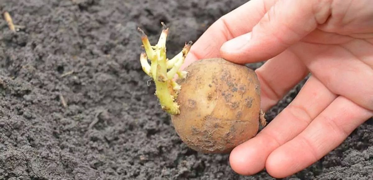 Le Bulletin Côté Jardin. Planter les pommes de terre 