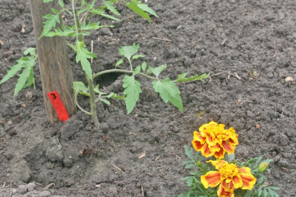Le Bulletin Côté Jardin. Repiquer les tomates au jardin