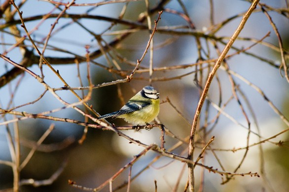 Environnement. Comptage des oiseaux des jardins ces 28 et 29 janvier 
