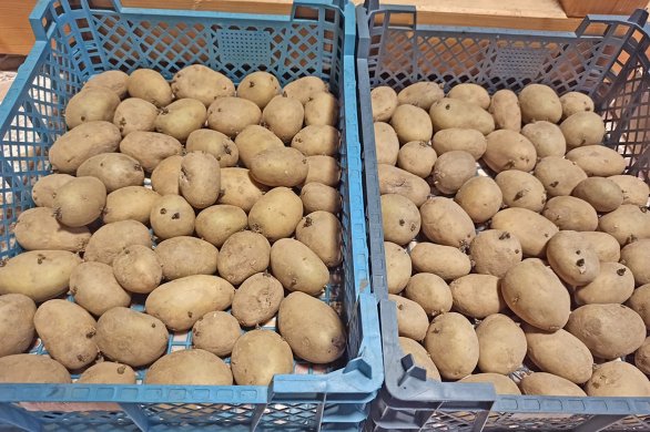 Le Bulletin Côté Jardin. Faites germer les pommes de terre ! 