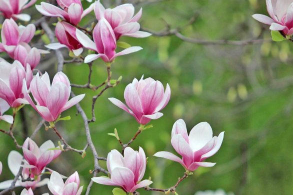 Le Bulletin Côté Jardin. Installez un magnolia au jardin 