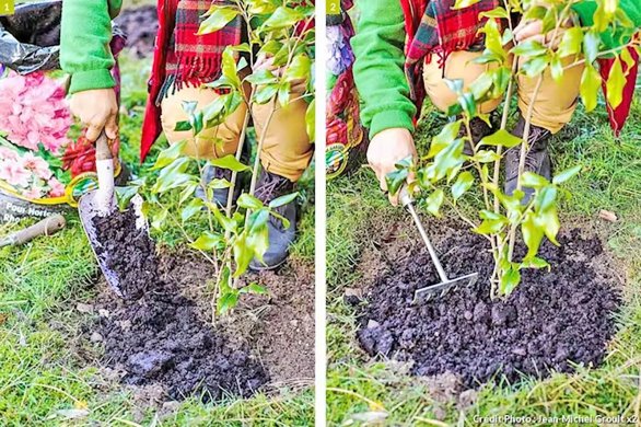 Le Bulletin Côté Jardin. On plante les arbres en novembre 