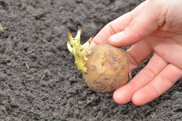 Le Bulletin Côté Jardin. Planter les pommes de terre 