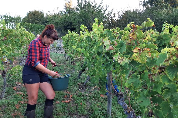 Viticulture. «Entraygues-Le Fel» : quatre jeunes vignerons pour les six domaines de l’appellation