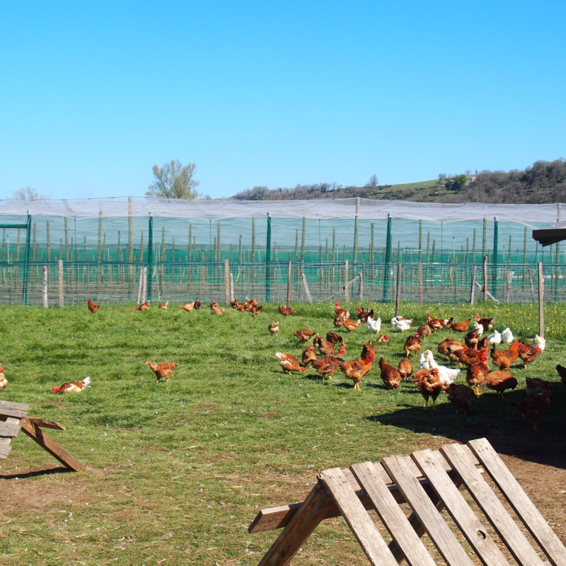 Aline Amodru-Dervillez