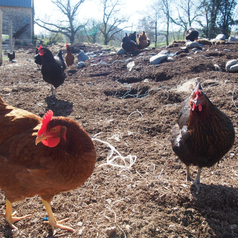 Aline Amodru-Dervillez