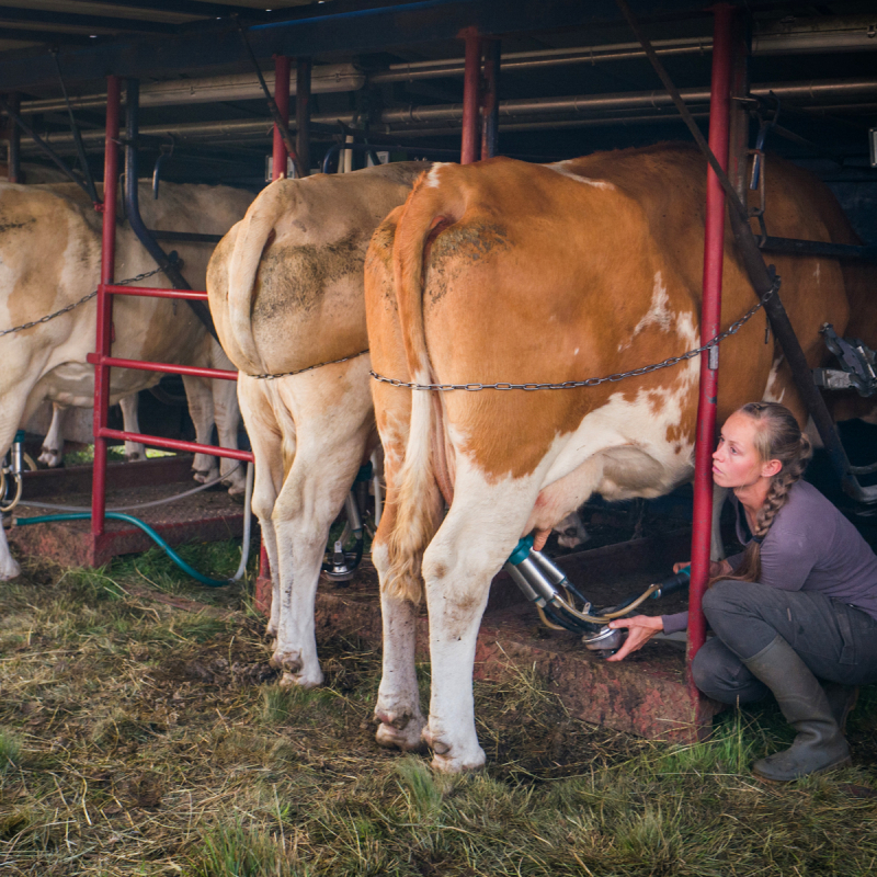 Léna peut traire 6 vaches en même temps. - Photo Patrick Cayrou.