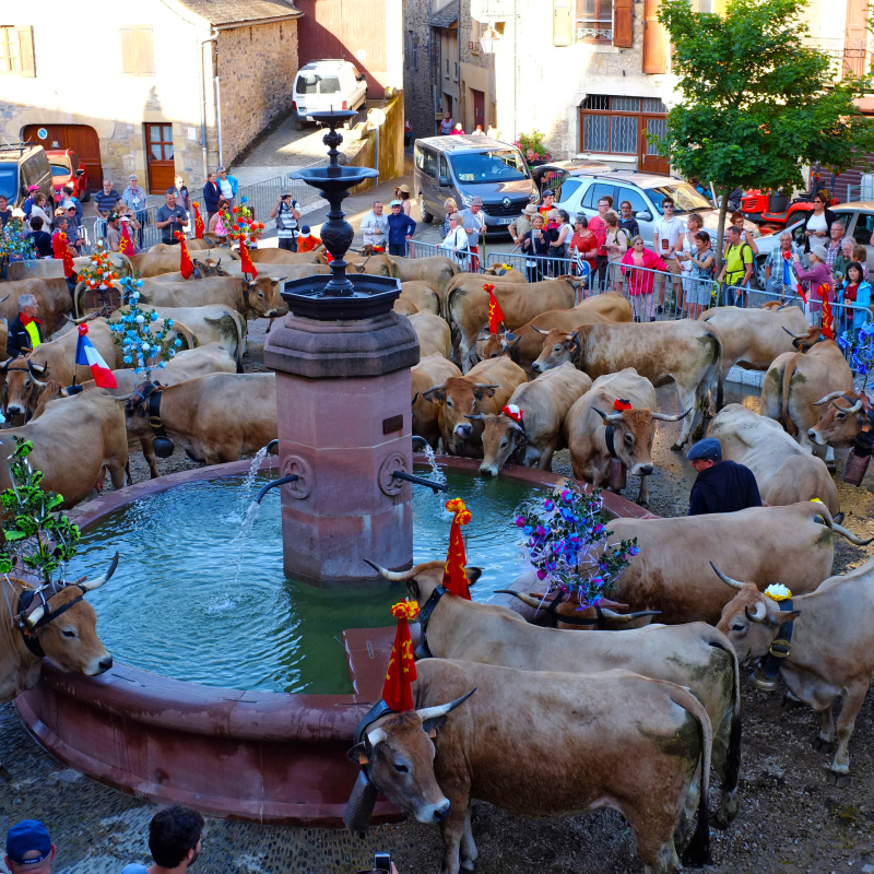 Saint-Côme d'Olt, l'un des Plus beaux Villages de France en Aveyron, la Transhumance. - Xavier Palous