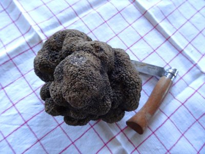 Une belle “tuber melanosporum”, la truffe d'hiver, d'environ 250 grammes. Son prix oscille entre 400 et 500 euros le kilo, mais en 2022, la rareté dûe à la canicule lui a fait frôler les 1.000 euros !
