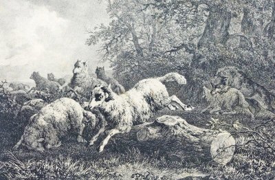 Troupeau de moutons attaqué par un loup - gravure ancienne.