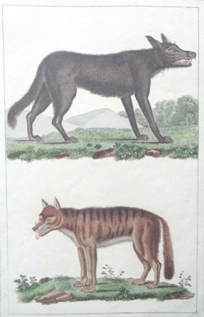 Représentation de loups - gravure ancienne.