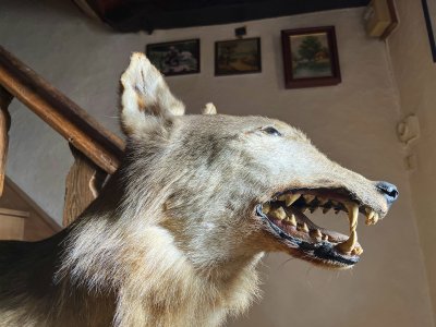 Ce mâle de 50 kilos semble appartenir à la catégorie “canis lupus lupus”, comme le loup gris, ou européen, qui peuplait la France il y a encore une centaine d'années.