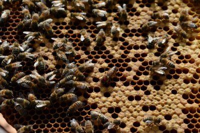 L'apiculteur élève ses propres reines. Elles sont identifiables par un point de couleur sur leur corps.