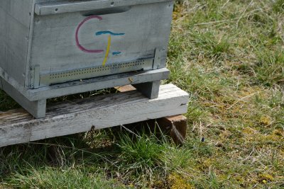 Pour prévenir l'entrée des frelons dans les ruches, elles sont équipées d'une grille à l'entrée.