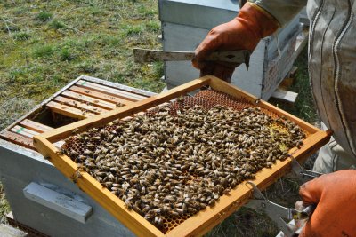 L'apiculture a une soixantaine de ruches réparties sur plusieurs ruchers sur la commune.