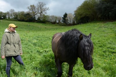 Valerock Ben Bracken, l'étalon de l'élevage venu à ses 3 ans d'Angleterre, a désormais 10 ans.