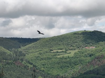 Photo d'illustration - Un vautour fauve sur le Rougier de Camarès. - Auriana Castro