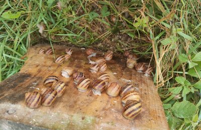 Ces planches servent de surface de collage, permettant aux escargot de se mettre à l'abri du soleil et des fortes chaleurs.