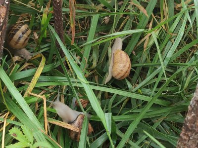 Les escargots se nourrissent de la végétation et de farine.