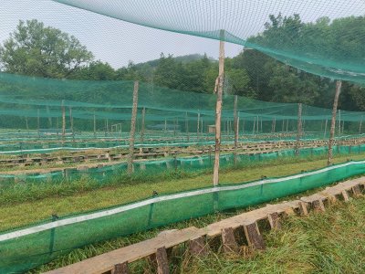 La clôture vise à empêcher les escargots de s'échapper et à repousser les prédateurs tels que les hérissons.