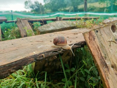 À l'Escargoterie, les gros-gris finissent leur croissance ?au bout de 5-6 mois.