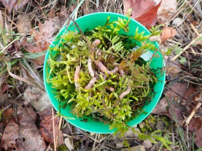 Des petits vers de terre de 6 à 7 cm, durcis dans de la mousse des bois.