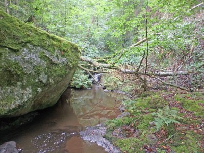 Une accumulation de sédiments fins à l'aval d'un barrage et un débit réservé insuffisant ont asphyxié ce ruisseau.