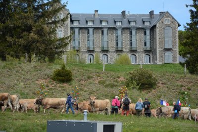 Après leur passage sur la place, les troupeaux continuent leur périple. - Eloïse Bonnin