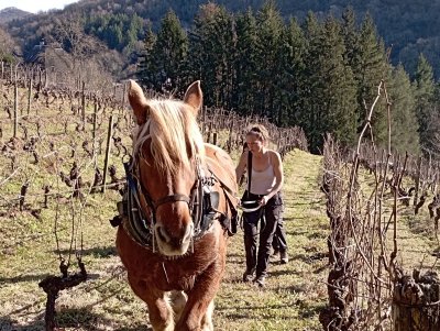 Décavaillonnage à l'aide du cheval aux Buis.
