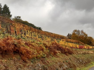 Couleurs automnales sur les vignes de Pierre Albespy.