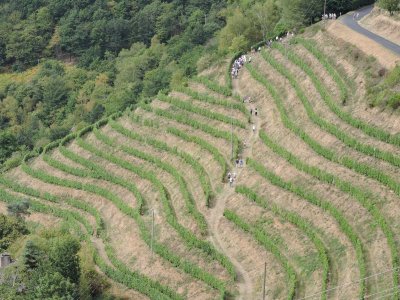 Randonnée dans les vignes du Fel.