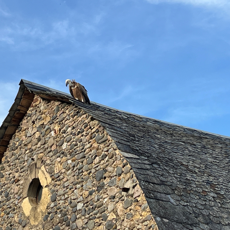 En fin de journée, le vautour était parvenu à se hisser sur le toit d'une grange voisine du pont. - Xavier Palous