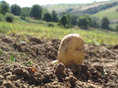 Les pépites sont produites à 800 m d'altitude.