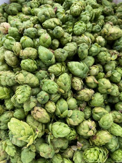 Le houblon frais, principalement de variété “cascade”, sera brassé dès le lendemain de la récolte. - Xavier Palous