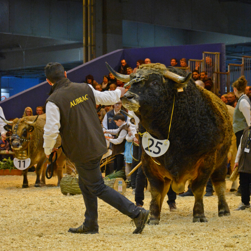 Concours Aubrac au Salon International de Paris (Archive Bulletin d'Espalion 2018). - Xavier Palous