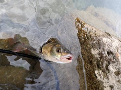 Cet autre chevesne a pris une écrevisse miniature sur une tête plombée de 2 g.